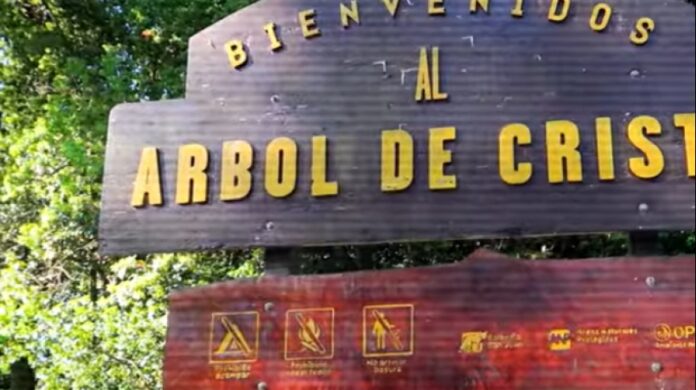 arbol